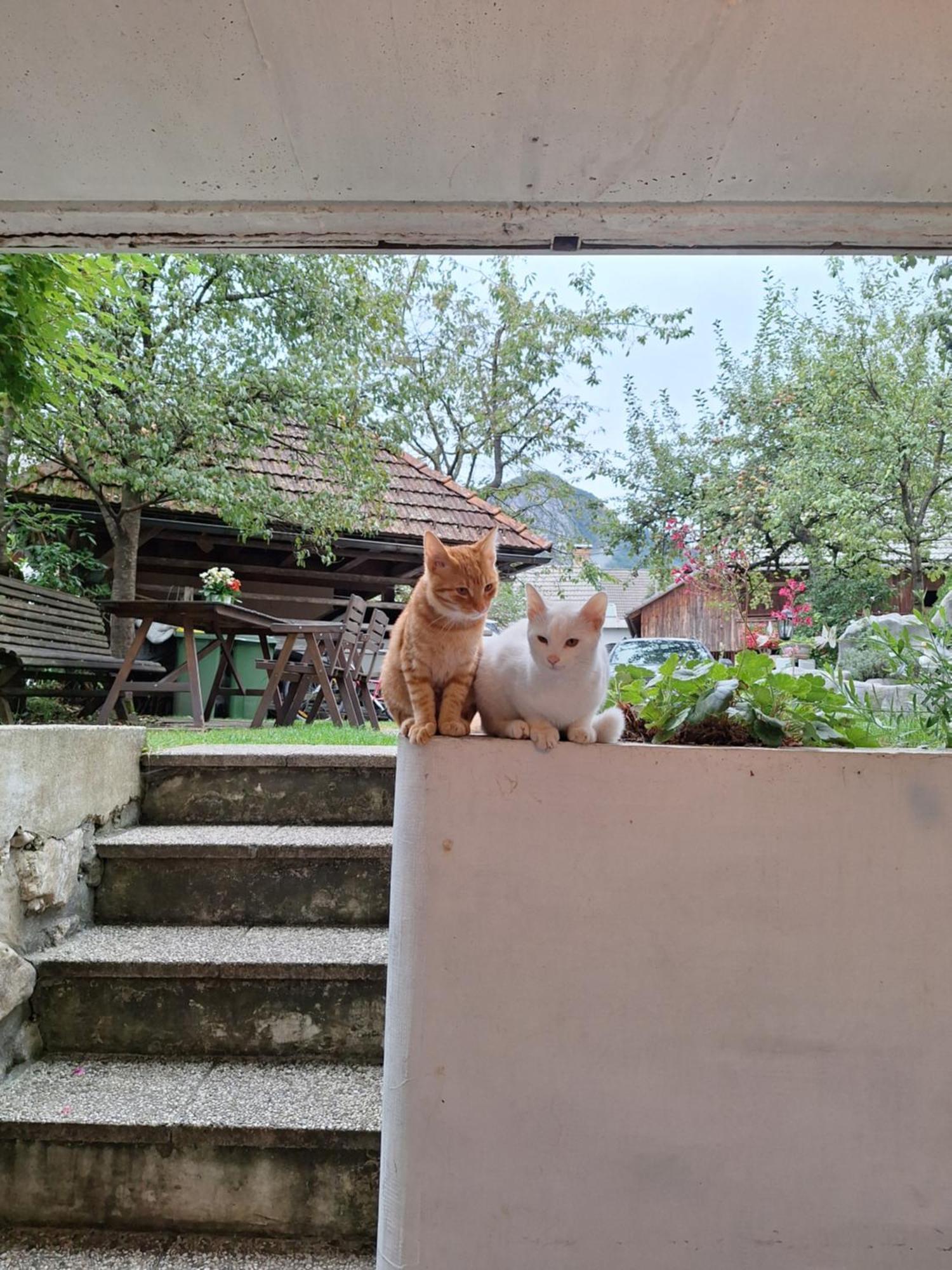 Apartmaji Marinka Hodnik Bohinj Esterno foto